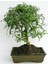 Bodur Karabiber Bonsai Ağacı Tohumu 5'li 2