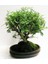 Bodur Karabiber Bonsai Ağacı Tohumu 5'li 3