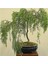 Bodur Palmiye Bonsai Ağacı Tohumu 3'lü 2