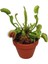 Venus Fly Trap Tohumu Etobur Bitki 5'li 1