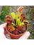 Venus Fly Trap Tohumu Etobur Bitki 5'li 3