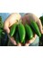 Jalapeno Kırmızı Acı Meksika Biberi Tohumu 5'li 3