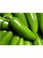 Jalapeno Kırmızı Acı Meksika Biberi Tohumu 5'li 4