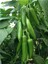 Jalapeno Kırmızı Acı Meksika Biberi Tohumu 5'li 5
