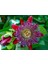 Nadir Passiflora Tohumu 3'lü 1