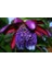 Nadir Passiflora Tohumu 3'lü 2