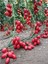 Saksılık Zeytin Domates Tohumu 10'lu 2