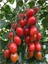 Saksılık Zeytin Domates Tohumu 10'lu 4