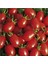 Saksılık Zeytin Domates Tohumu 10'lu 5