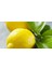 3 Yaş Bodur Tüplü Enterdonat Limon Boy 50 - 60 cm 1
