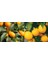 Tüplü Bodur Mayer Limon + Kamkat Kumkuat Fidanı 3 Yaş 50 - 60 cm 1