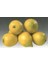 Tüplü Kıbrıs Limonu Fidanı 1