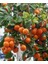 Tüplü Klemantin Nova Mandalina Yaş 1 - 2 Boy 90 - 110 cm Fidanı 1