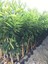 Tüplü Klemantin Nova Mandalina Yaş 1 - 2 Boy 90 - 110 cm Fidanı 2