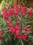 Tüplü Zakkum Fidanı Pembe Çiçekli Nerium Oleander 1