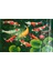 Koi Fish Garden Yağlıboya Tablosu 1
