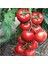 Eko Paket 50'li Tohum İthal Sırık Domates Tohumu Bol Verim Çam Tohumculuk 2