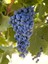 Asma Üzüm Fidanı Cabernet Sauvıgnon, Aşılı, 20-40 Cm, Açık Köklü 1