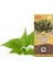 Isırgan Tohu mlu Yağı 20 ml 1