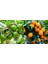 Tüplü Lime Misket Limon+ Kamkat Fidanı 2 Yaş 2'li 1