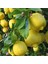 Tüplü Bodur Euroka Limon Fidanı 2 Yaş 70-90 cm Bol Sulu 1