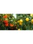 Tüplü Yediveren Mayer Limon + Kokulu King Mandalina Fidanı 2'li 2 Yaş 90-110 cm Boy 1
