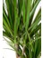 Dracaena Marginata-4 Gövdeli 140-160 Cm 3