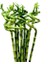 Dal Bambu Şans Bambusu Sprial Bamboo 90 - 100 cm 6'lı 1