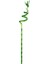 Dal Bambu Şans Bambusu Sprial Bamboo 90 - 100 cm 6'lı 2
