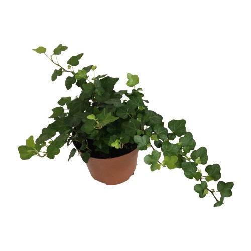 Armenbotanik Hedera Helix İç Mekan Salon Sarmaşığı Ev Ofis Fiyatı