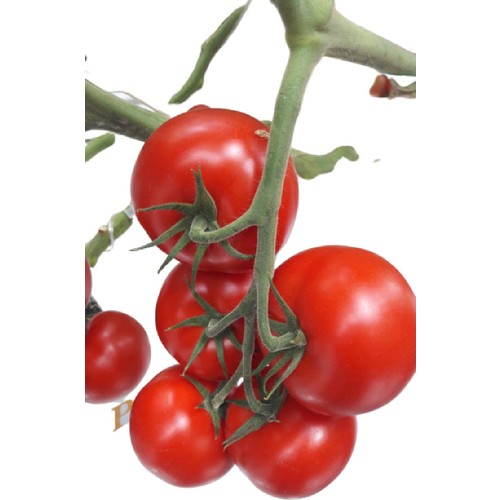 Saksilik Bodur Ceri Domates Fidesi 4 Adet