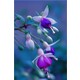 Serdar Çam Tohumculuk Karışık Küpeli Çiçeği Tohumu 5'li