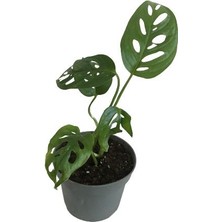 Mini Boy Monstera Monkey Mask 25 cm