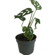 Mini Boy Monstera Monkey Mask 25 cm