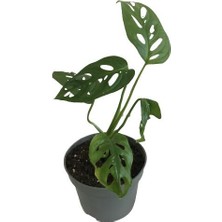 Mini Boy Monstera Monkey Mask 25 cm