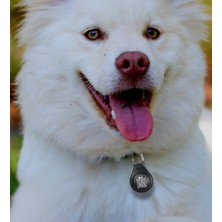 Pettag QR Kodlu Köpek Künyesi