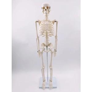Joe Insan Iskelet Modeli  85 cm 1/2 Boy