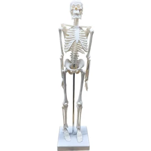 Jack Insan Iskelet Modeli  45CM 1/4 Boy