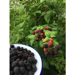Tüplü Rulo Dikensiz Jumbo Böğürtlen Fidanı