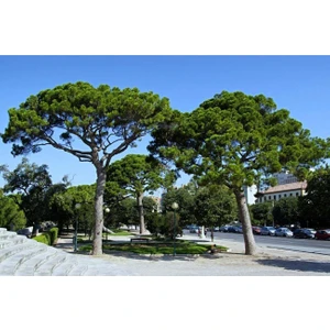 Fidan & Peyzaj - Fıstık Çam Fidanı (2 Adet / 50+ Cm. Boy / 2 Yaş)