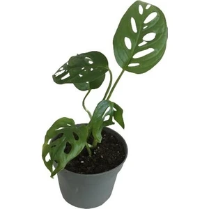 Mini Boy Monstera Monkey Mask 25 cm