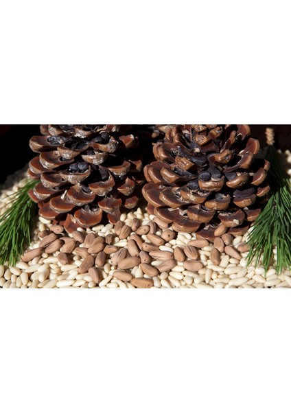 - Fıstık Çam Fidanı (2 Adet / 50+ Cm. Boy / 2 Yaş)