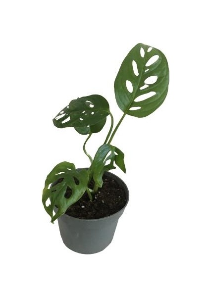 Mini Boy Monstera Monkey Mask 25 cm