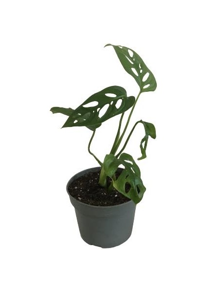 Mini Boy Monstera Monkey Mask 25 cm fiyatları