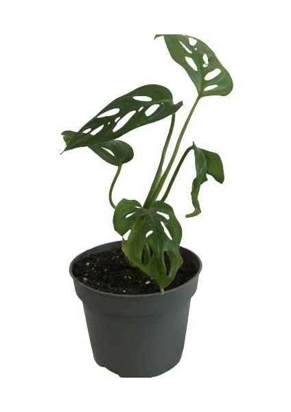 Mini Boy Monstera Monkey Mask 25 cm modelleri