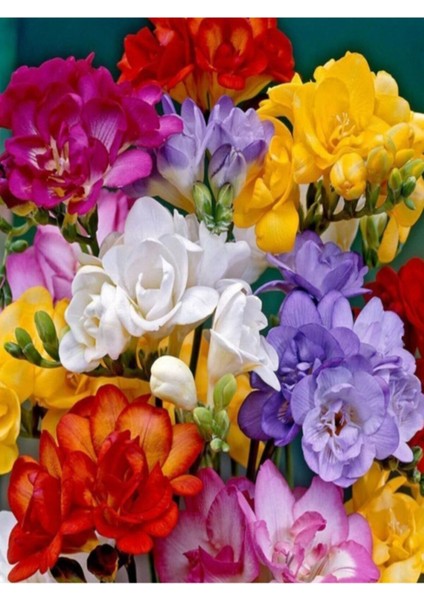 100 Adet Kırmızı Frezya Çiçeği ( Freesia ) Soğanı Mis Kokulu Katmerli