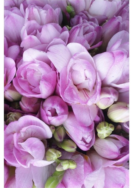 100 Adet Lila Frezya Çiçeği ( Freesia ) Soğanı Mis Kokulu Katmerli