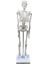 Jack Insan Iskelet Modeli 45CM 1/4 Boy 1