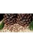 - Fıstık Çam Fidanı (2 Adet / 50+ Cm. Boy / 2 Yaş) 5