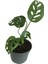 Mini Boy Monstera Monkey Mask 25 cm 1